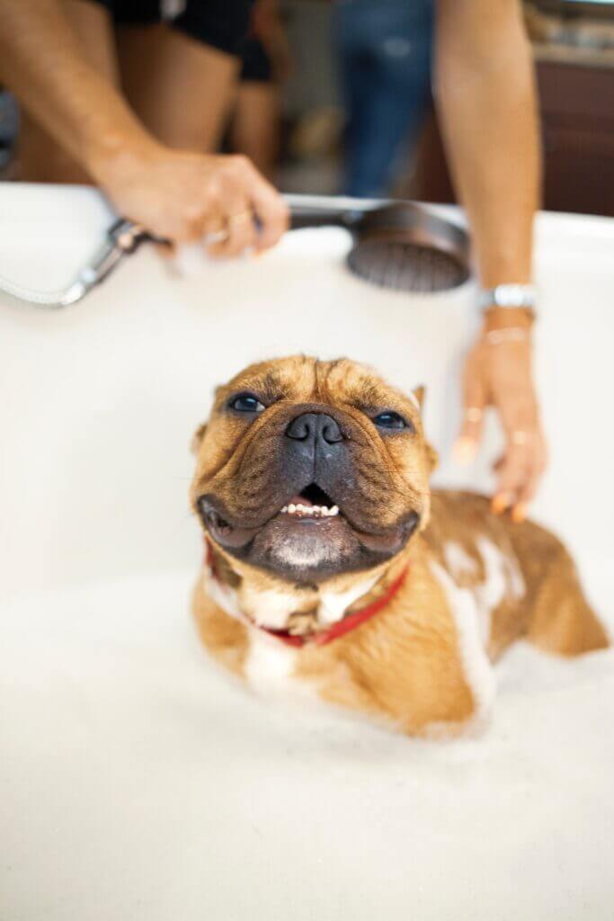 dog-bath-spa